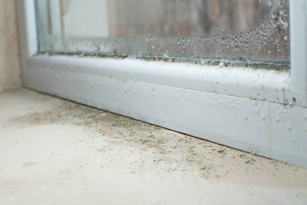 Turtle Creek, PA Mold Removal Company